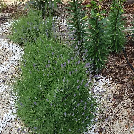 студия лилия בית הארחה