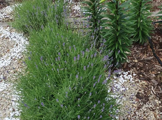 студия лилия בית הארחה